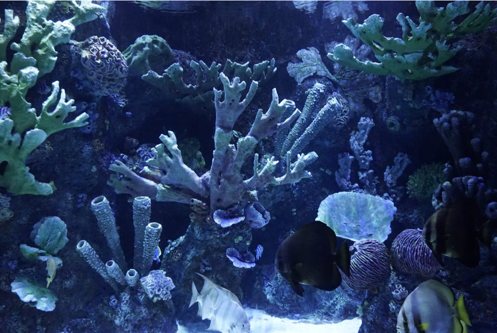 aquarium in Antalya in Turkey