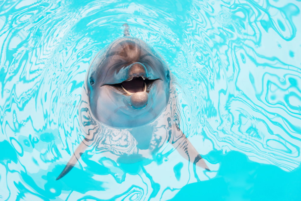 Aqualand & Dolphinland in Antalya in Turkey