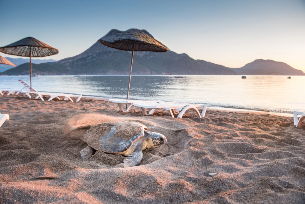Olympos and Adrasan Beach Caretta Caretta Turtles in Antalya