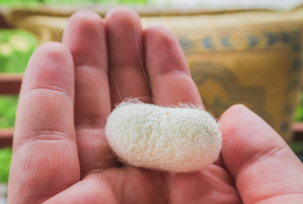 Silk Worm Cocoon in Sapadere Alanya in Turkey