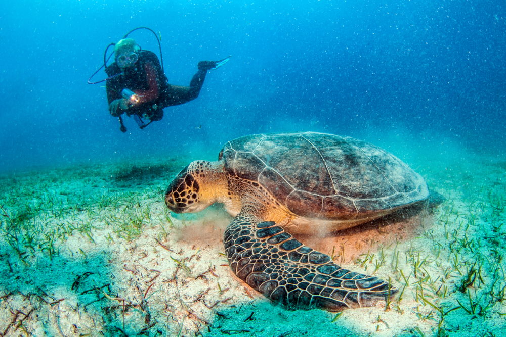 Turtle during a dive at Kas in Turkey