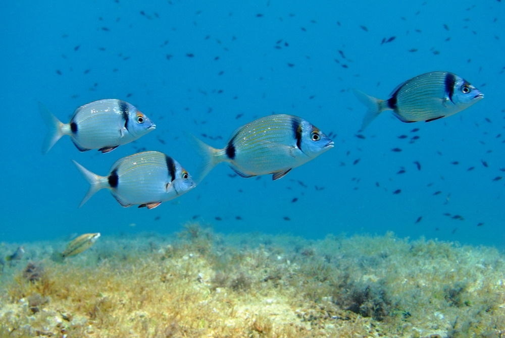 scuba diving experience in kemer in antalya in turkey