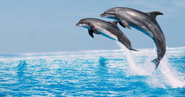 Visit Dolphin Island in Side | Antalya Tourist Information